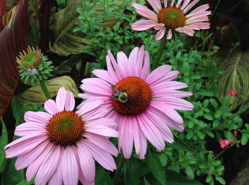 bees visiting echinacea purpurea flowers