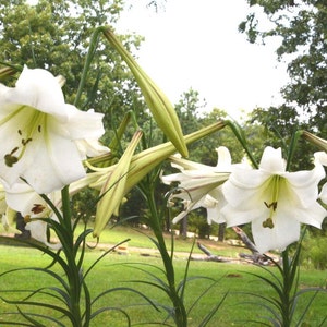 Lily Seeds, Formosa Lily Seeds, Heirloom Lily, 200 Flower Seeds, Lilium formosanum, Fresh From This Year's Crop image 1