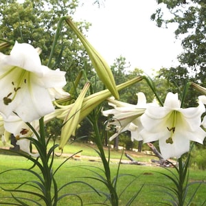 Lily Seeds, Formosa Lily Seeds, Heirloom Lily, 200 Flower Seeds, Lilium formosanum, Fresh From This Year's Crop image 1