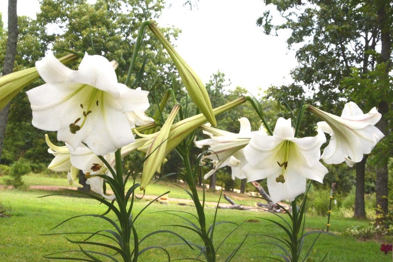 Lily Seeds, Formosa Lily Seeds, Heirloom Lily, 200 Flower Seeds, Lilium formosanum, Fresh From This Year's Crop image 1