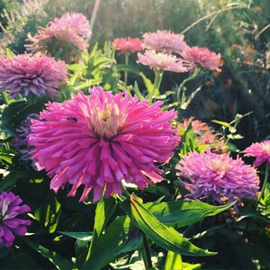 May include: A close-up of a pink zinnia flower with a fuzzy texture. The flower is in focus, while the background is blurred. The flower is surrounded by green leaves.