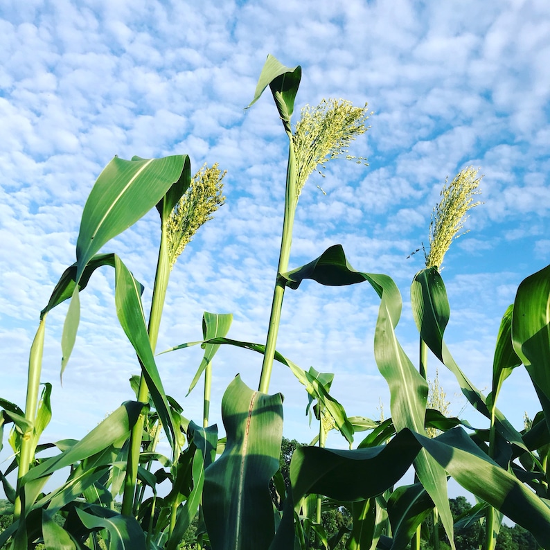 Broomcorn Seeds Mixed Colors Broom Corn Easy to Grow Etsy