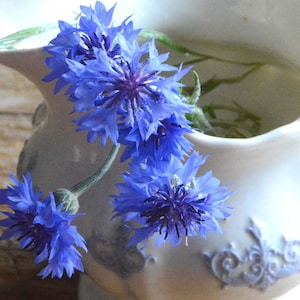 Blue Bachelor Button, 50 Seeds for Blue Boy Cornflowers
