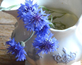 Blue Bachelor Button, 50 Seeds for Blue Boy Cornflowers