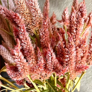 Terracotta Celosia Seeds, Spiked Wheat Celosia 50 Seeds, Excellent Filler Flower