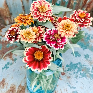 Persi an Carpet Zinnia Seeds, 25 Seeds for Colorful Small Zinnias
