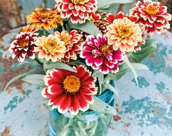 Persi an Carpet Zinnia Seeds, 25 Seeds for Colorful Small Zinnias