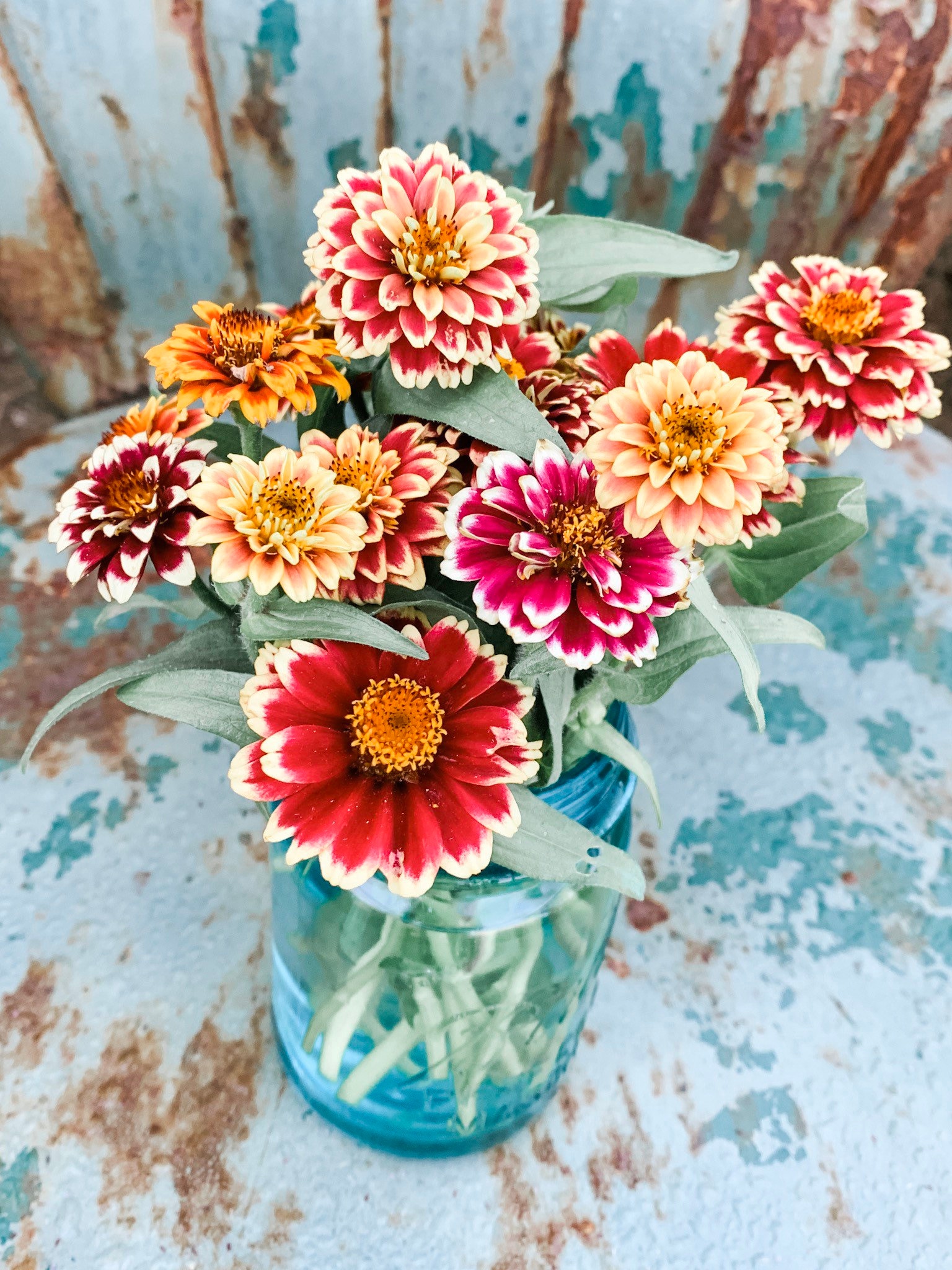 Jazzy Mix Zinnia, 25 Seeds for Summer Flowering Zinnias - Etsy