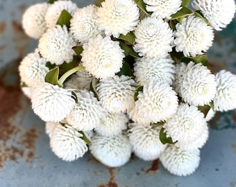 White Gomphrena Seeds, 25 Seeds of White Globe Amaranth, Great for Dried Florals or Fresh Cut Flowers