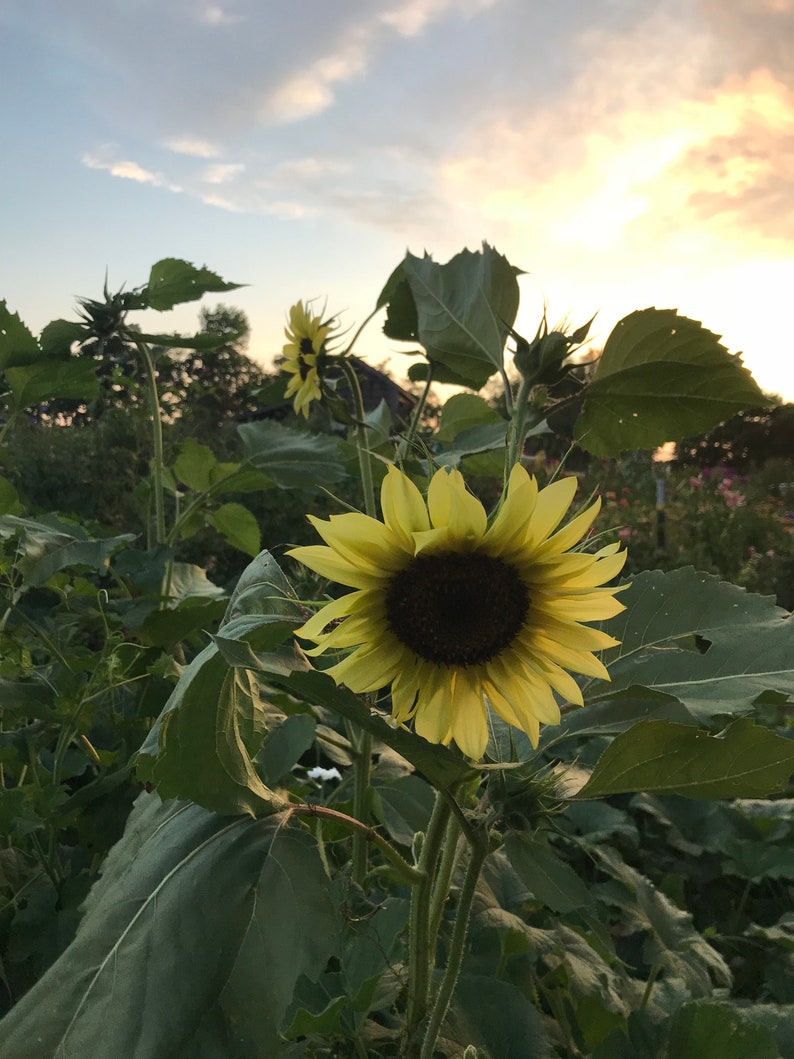 Sunrich Lemon Sunflower, 20 Seeds Yellow Sunflowers, Great for Cut Flowers image 4