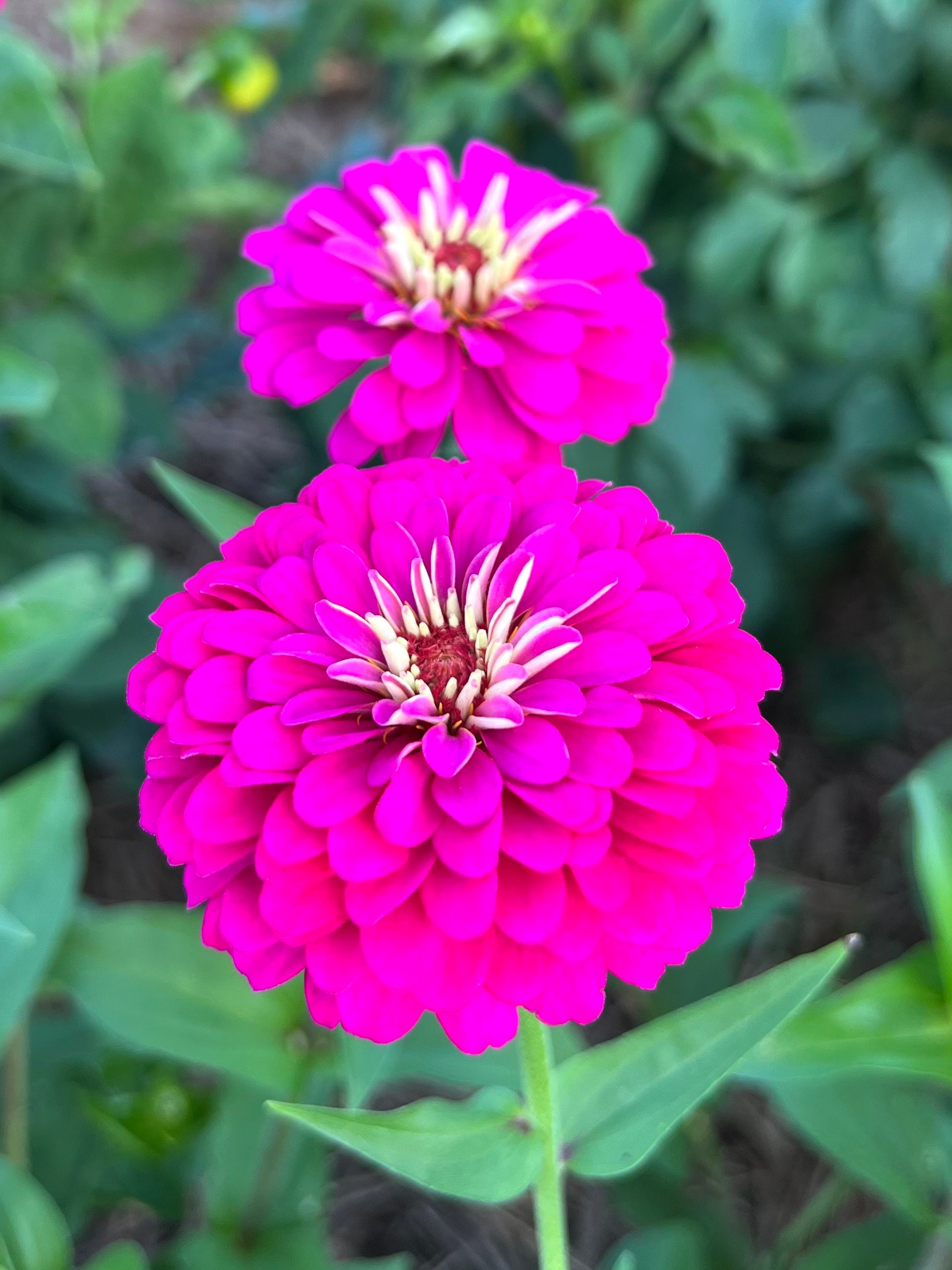 Oklahoma Carmine Zinnia Seeds: Dark Pink Blooms (25 Seeds) - Etsy