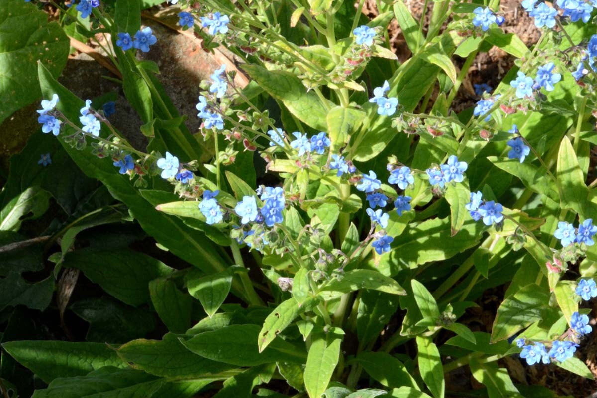 Chinese Forget Me Not Seeds, Cynoglossum Amabile