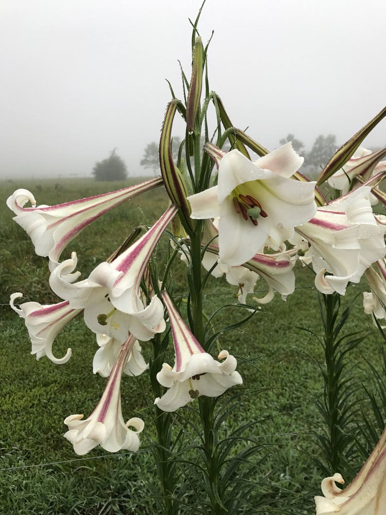 MountainlilyFarm Formosa Lily Seeds