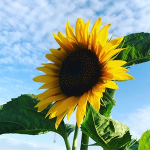 Sunrich Lemon Sunflower, 20 Seeds Yellow Sunflowers, Great for Cut Flowers image 1