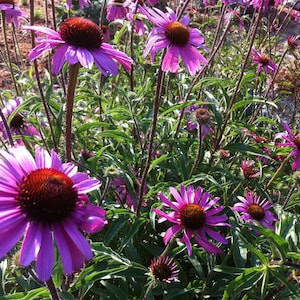 Tennessee Coneflower Seeds, Echinacea tennesseensis, 25 Seeds for Purple Coneflower, Great Native Plant