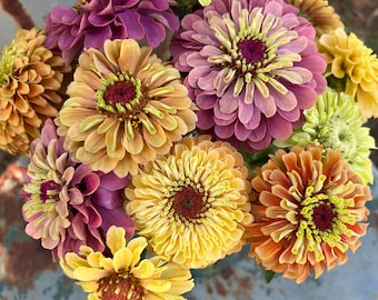 Queen Lime Mix Zinnia Seeds, 20 Seeds, Great Zinnia Seed Variety for Cut Flower Gardens