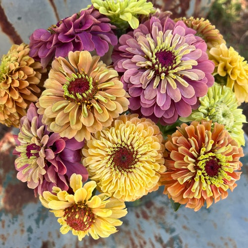 Queen Lime Mix Zinnia Seeds, 20 Seeds, Great Zinnia Seed Variety for Cut Flower Gardens