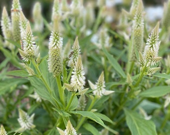 White Flower Spike Celosia Seeds, 50 Seeds Spiked Wheat Celosia, Great for Cut Flower Gardens and Dried Flowers