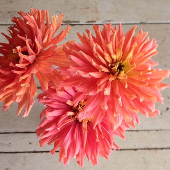 Senorita Zinnia Seeds, Peach Cactus Zinnia, Cut Flower Garden Favorite