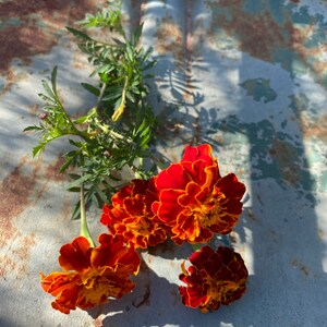 May include: Four orange and red marigold flowers with green stems on a rusty metal surface.