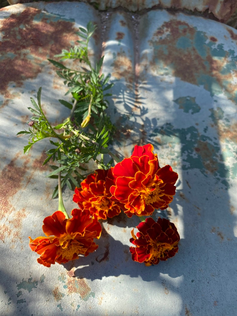 May include: Four orange and red marigold flowers with green stems on a rusty metal surface.