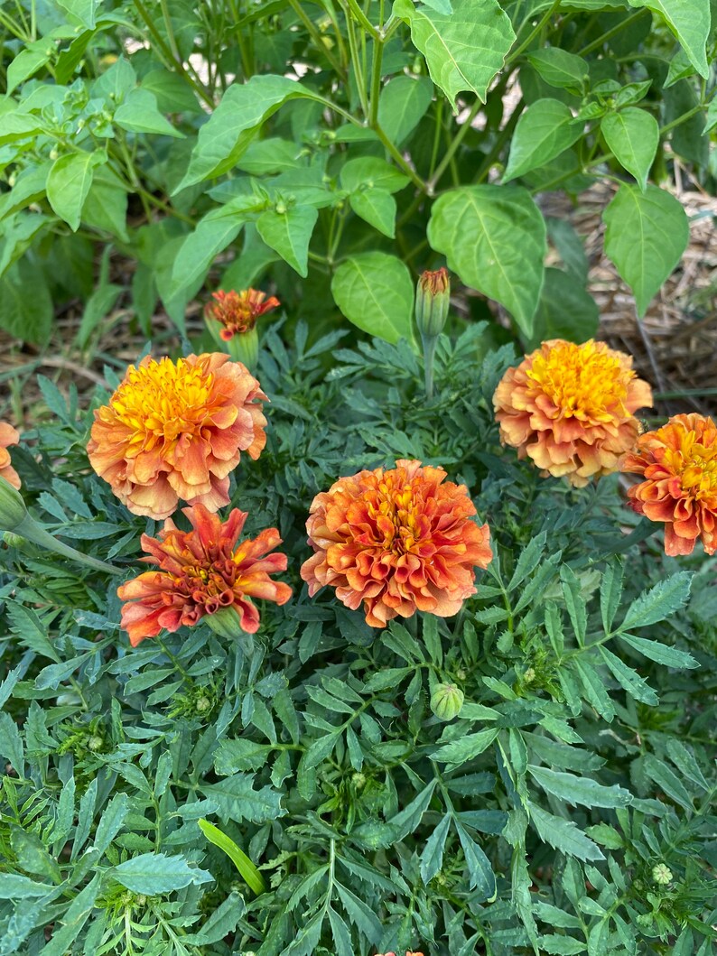 Strawberry Blonde Marigold Seeds Summer Annual Marigolds Etsy