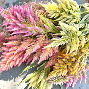 Summer Sherbet Celosia seeds, pastel mix plume celosia