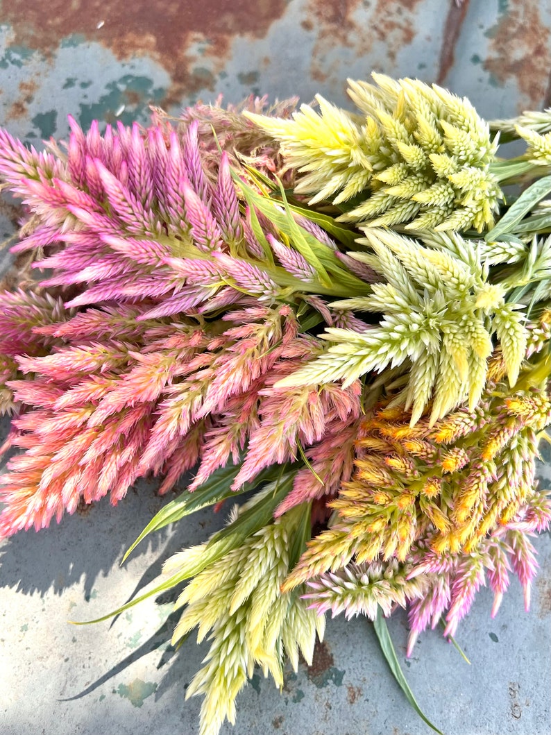 Summer Sherbet Celosia seeds, pastel mix plume celosia