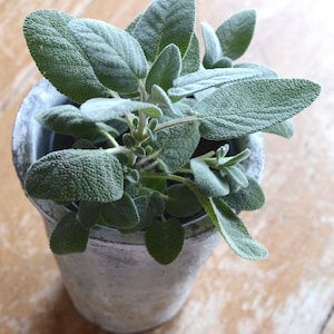 Sage Seeds, Salvia officinalis, Great for Indoor Herb Gardens and Container Gardens, Chef&#39;s Favorite