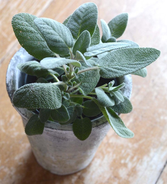 Sage Seeds Salvia Officinalis Great For Indoor Herb Gardens And Container Chef S Favorite
