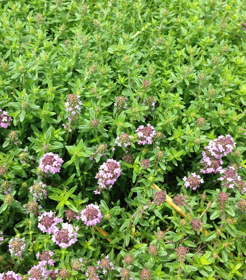 mother of thyme from seed