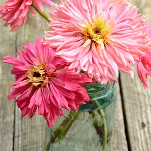 May include: A bouquet of pink and light pink zinnia flowers in a clear glass jar with a blue tint. The jar has a textured surface and is sitting on a weathered wooden surface.