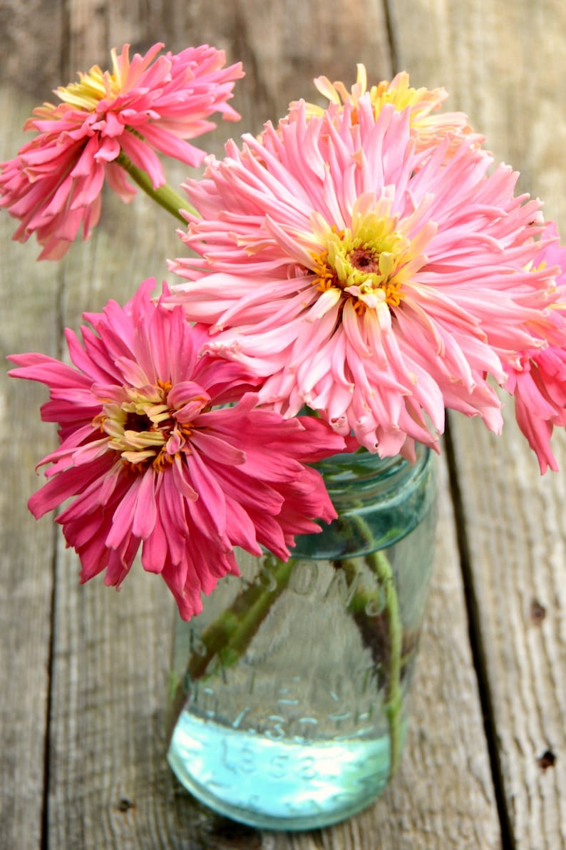 May include: A bouquet of pink and light pink zinnia flowers in a clear glass jar with a blue tint. The jar has a textured surface and is sitting on a weathered wooden surface.