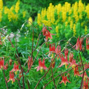 Red Columbine Seeds, 50 Seeds for Eastern Red Columbine, Aquilegia canadensis
