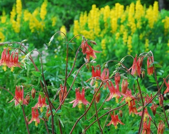 Red Columbine Seeds, 50 Seeds for Eastern Red Columbine, Aquilegia canadensis