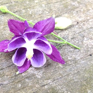 Mixed Columbine Seeds: Perennial Shade Garden Flowers - 100 Seeds