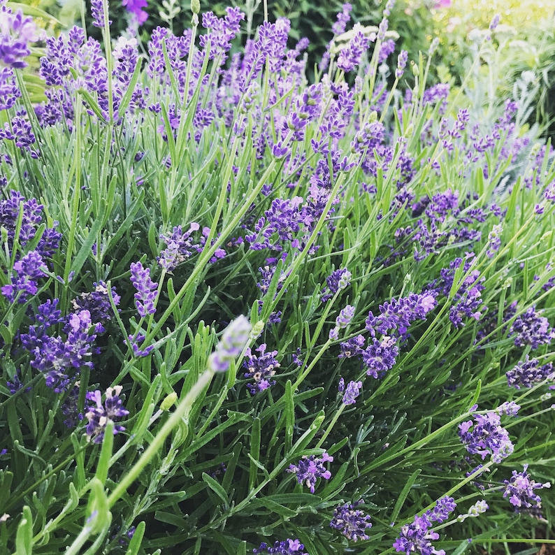 Lavender Plant Kit English Lavender Seeds in Gift Basket Etsy