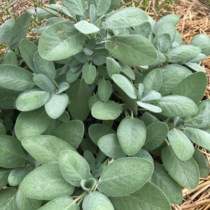 K&ouml;nnte beinhalten: Nahaufnahme einer Salbeipflanze mit gr&uuml;nen, flauschigen Bl&auml;ttern. Die Pflanze w&auml;chst in einem Gartenbeet mit Strohmulch.