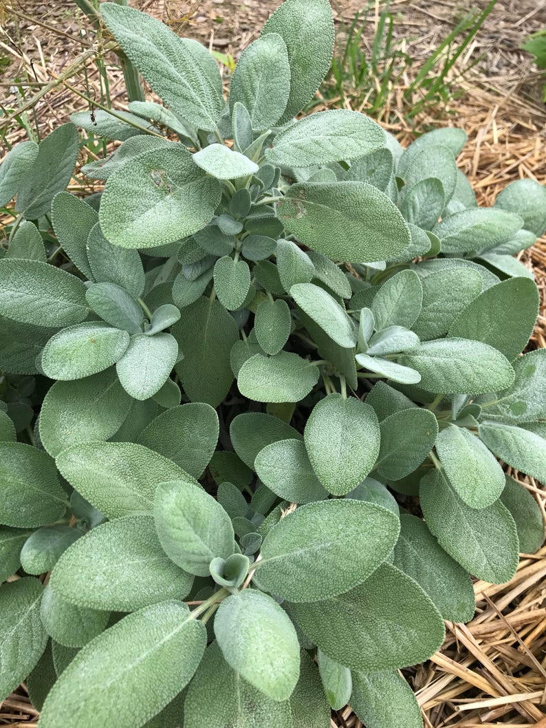 K&ouml;nnte beinhalten: Nahaufnahme einer Salbeipflanze mit gr&uuml;nen, flauschigen Bl&auml;ttern. Die Pflanze w&auml;chst in einem Gartenbeet mit Strohmulch.