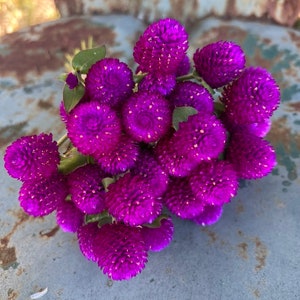 Audray Purple Red Gomphrena, 25 Dark Purple Globe Amaranth Seeds image 6