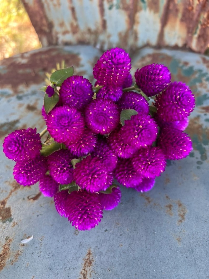 Audray Purple Red Gomphrena, 25 Dark Purple Globe Amaranth Seeds image 6