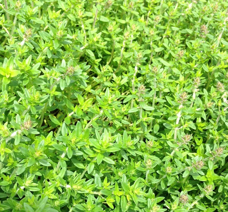 mother of thyme from seed mother of thyme from seed