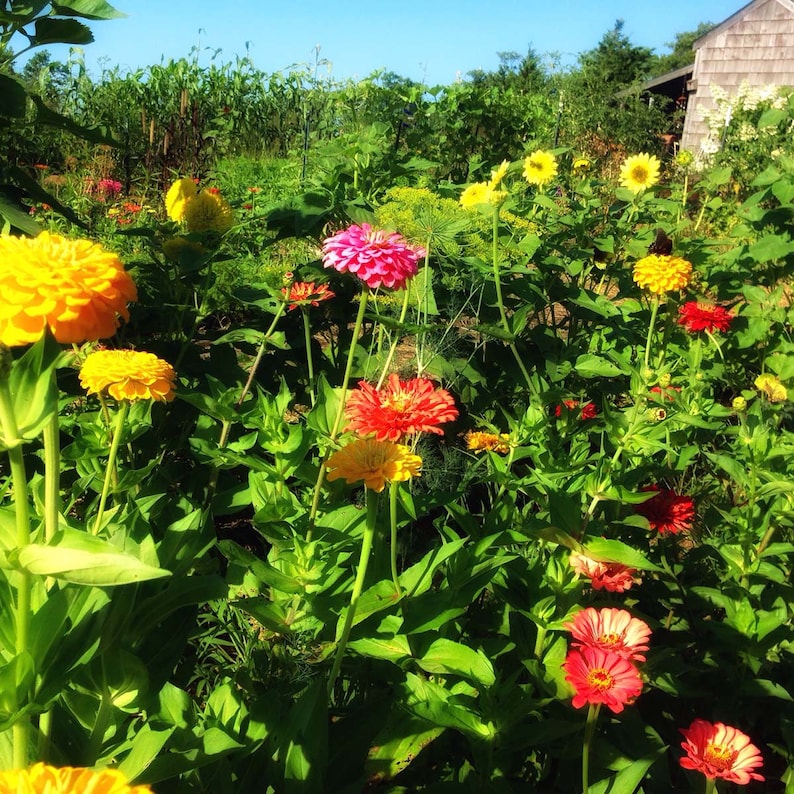 Benary's Giant Mix Zinnia Seeds, 25 Seeds for Mixed Color Zinnias image 4