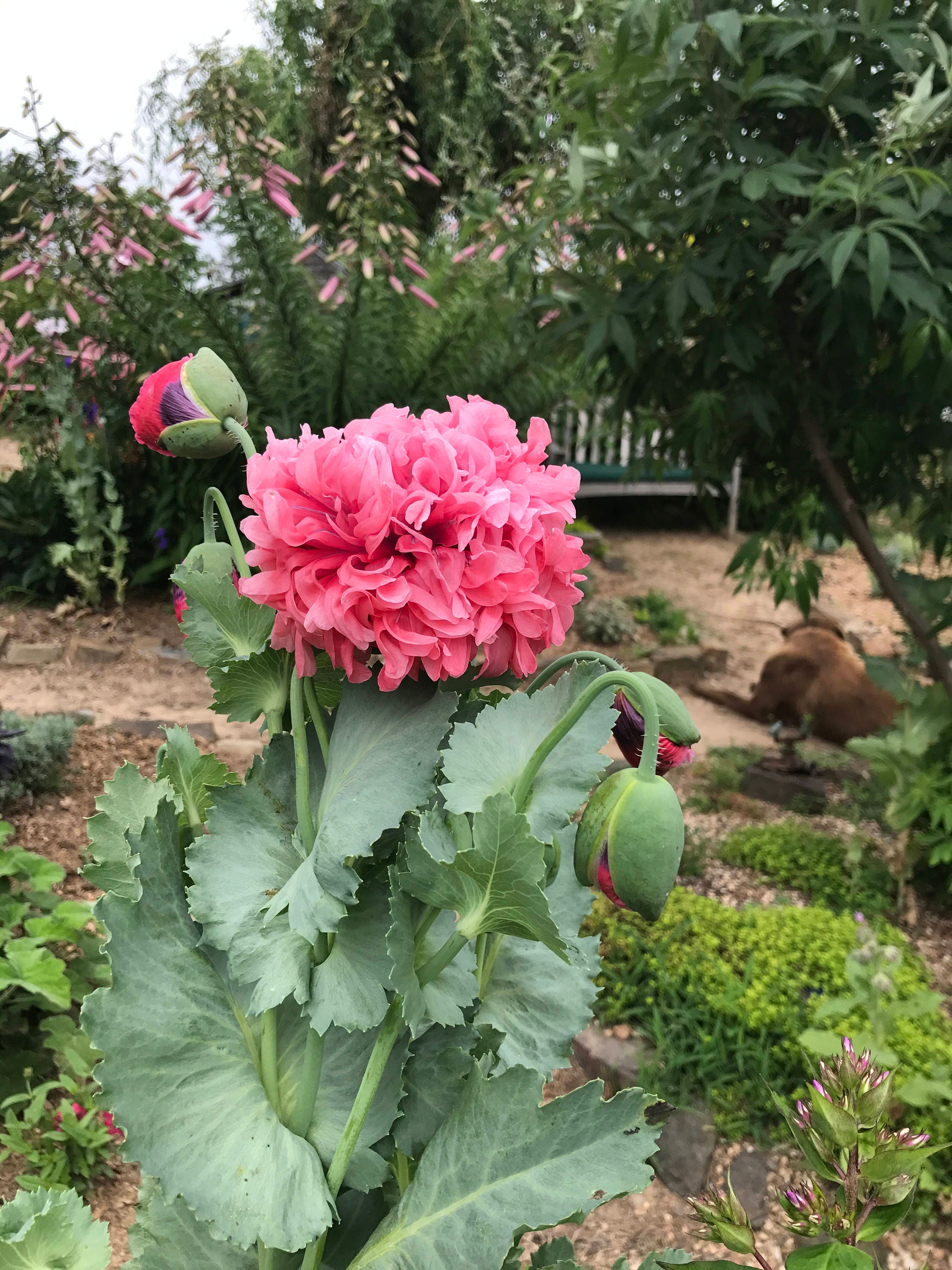 Double Poppy Seeds Mixed Peony Poppies Poppy Garden Papaver Etsy