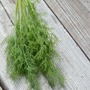 May include: A bunch of fresh green dill sprigs on a weathered wooden surface.