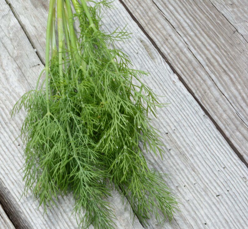 May include: A bunch of fresh green dill sprigs on a weathered wooden surface.