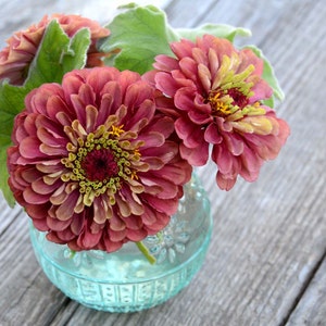 Queen Red Lime Zinnia, 20 Seeds Red Lime Zinnia, Great for Cut Flower Gardens and Butterfly Gardens 画像 3