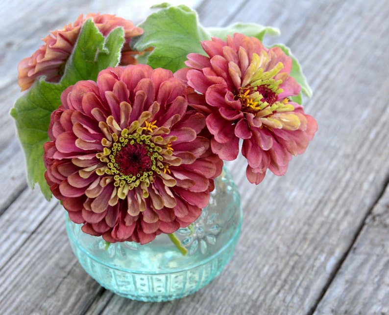 Queen Red Lime Zinnia, 20 Seeds Red Lime Zinnia, Great for Cut Flower Gardens and Butterfly Gardens 画像 3