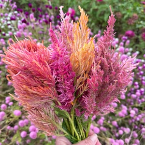 Spun Sugar Celosia Seeds, 50 Seeds for Pink and Peach Plume Celosia