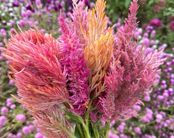 Spun Sugar Celosia Seeds, Celosia Argentea Var Plumosa, CE0550 - Etsy